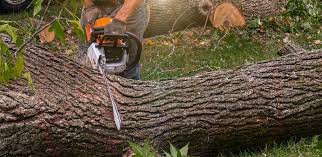 How Our Tree Care Process Works  in  Lake Lorelei, OH